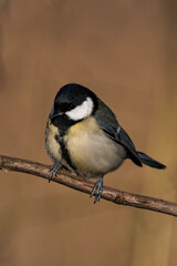 Great tit (Parus major) sitting on a tree branch in the sunlight