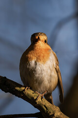 European robin (Erithacus rubecula), known simply as the robin or robin redbreast
