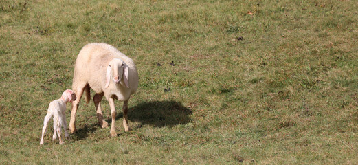 mother sheep protecting her newborn lamb on the meadow ideal as a concept of maternal instinct and...