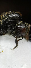 macro of a Messor barbarus ant
