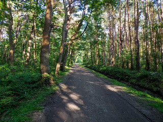 Serene Forest Pathway with Sunlight Filtering Through Tall Trees