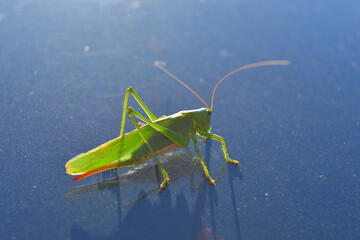 grasshopper