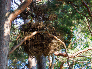 Large Bird's Nest in Pine Tree Canopy in a Forested Area on a Sunny Day