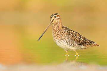 Common snipe Gallinago gallinago bird rain water in pond wetland wading shorebirds waders young nature wildlife cute darling, beautiful animal, lovely animal, ornithology, fauna wildlife Europe