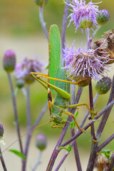 grasshopper o the flower