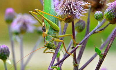 grasshopper o the flower
