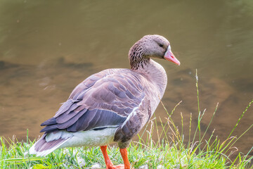 Greater White-fronted Goose (Anser albifrons) standing on the green shore of the pond.