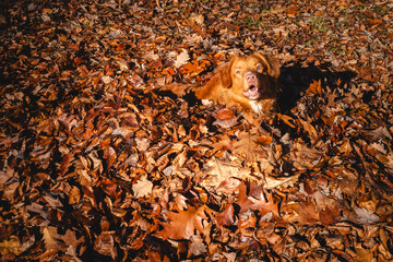 Pies rasy Nova Scotia Duck Tolling Retriever w liściach