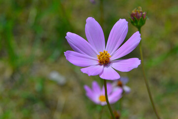 Kosmos garden flower