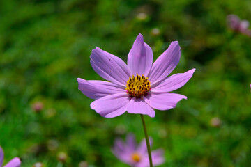 Kosmos garden flower