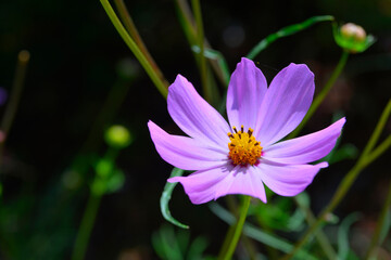 Kosmos garden flower