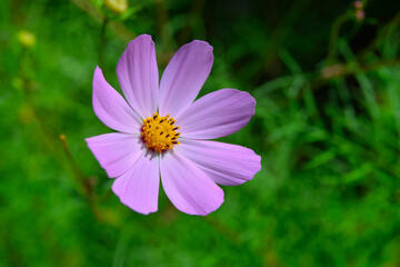 Kosmos garden flower