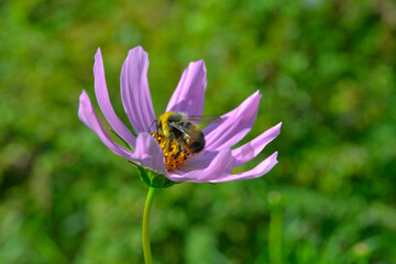 Kosmos garden flower