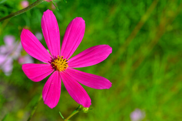 Kosmos garden flower