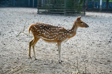 sika deer in zoo. Spotted deer in the wildlife sanctuary / beautiful young spotted deer animals wildlife eating grass,
Other names Chital, Chital, Axis deer