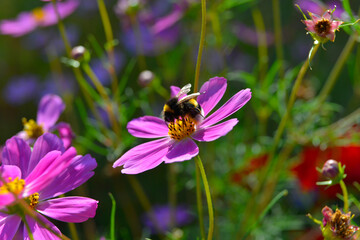 Kosmos garden flower