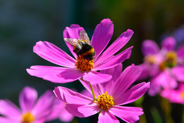 Kosmos garden flower