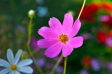 Kosmos garden flower