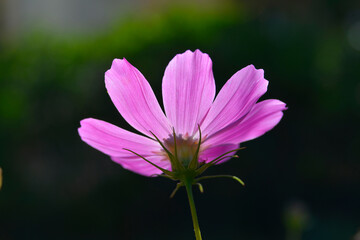 Kosmos garden flower