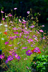 Kosmos garden flower