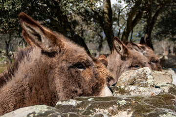 Free donkeys in their pasture looking at the camera