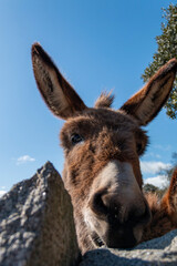 Free donkeys in their pasture looking at the camera