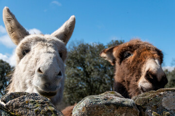 Obraz premium Free donkeys in their pasture looking at the camera