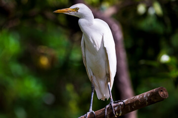 fotografias de un ave garcilla en plena naturaleza
