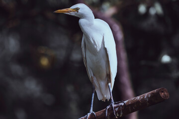 fotografias de un ave garcilla en plena naturaleza