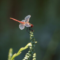 Red dartwing dragonfly 