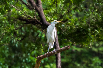 fotografias de un ave garcilla en plena naturaleza