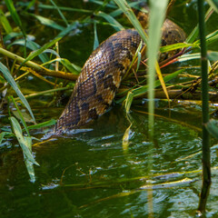 snake in the water