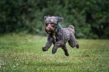 Brown springerpoo in Virginia Water on a fast run by the forest path