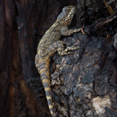 lizard on old tree