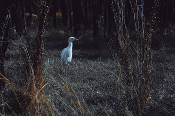 fotografias de un ave garcilla en plena naturaleza