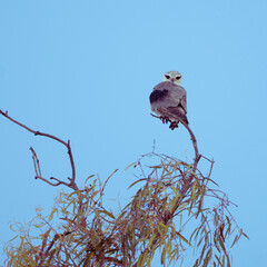 osprey in nest