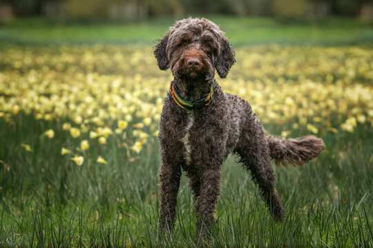 Brown springerpoo in Virginia Water standing in the yellow flower daffodils
