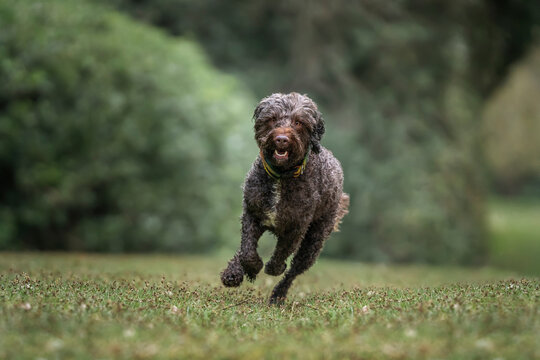 Brown springerpoo in Virginia Water on a fast run by the forest path