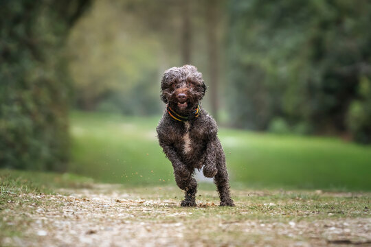 Brown springerpoo in Virginia Water on a fast run by the forest path