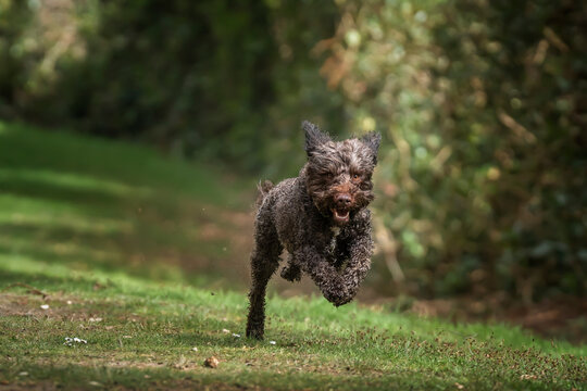 Brown springerpoo in Virginia Water on a fast run by the forest path