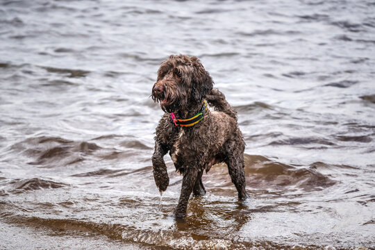Brown springerpoo in Virginia Water playing in the water