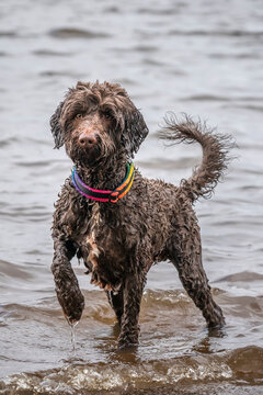 Brown springerpoo in Virginia Water playing in the water