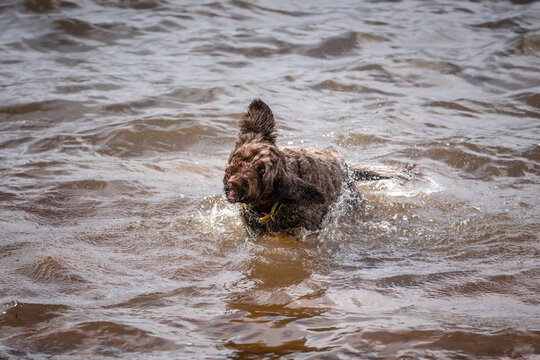 Brown springerpoo in Virginia Water playing in the water