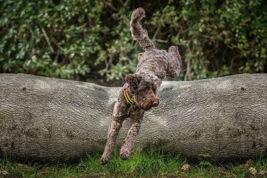 Brown springerpoo in Virginia Water jumping a fallen tree log