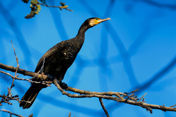 Un cormorano (Phalacrocorax carbo) è appollaiato su un ramo al sole pomeridiano.
