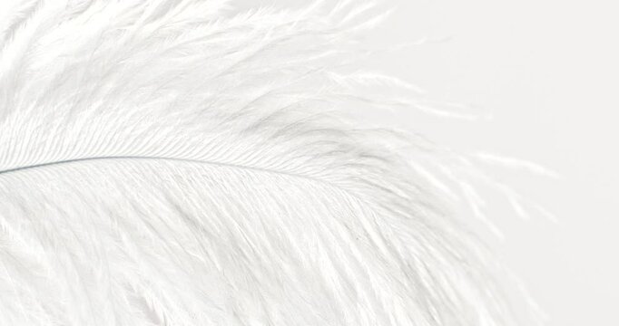 Fluffy grey and white feather texture, on soft background close-up. Softness and beauty care tenderness concept.