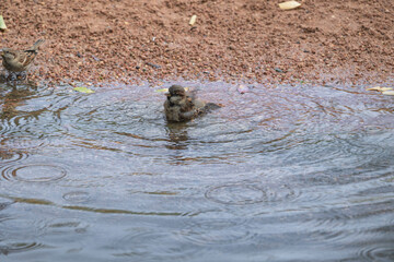 photographs of a sparrow playing in the water in nature
