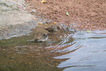 photographs of a sparrow playing in the water in nature