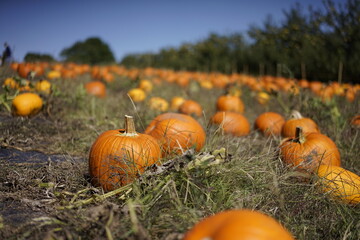 Fototapeta premium pumpkins in a field