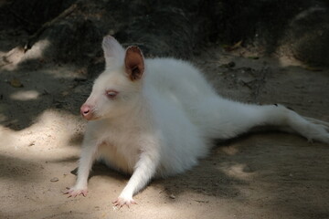 Adorable white kangaroo relaxing on the ground.